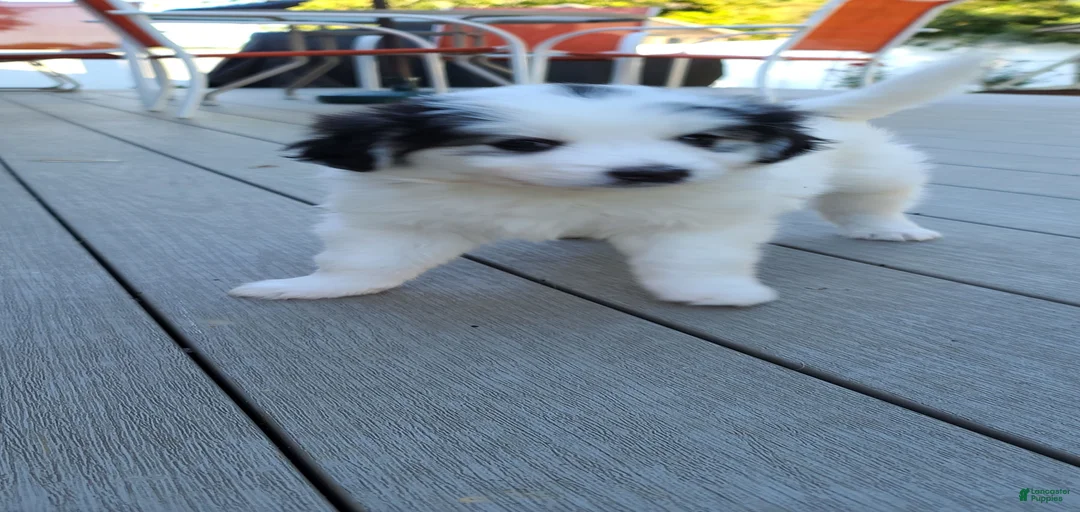 Gallery Image {{count}}