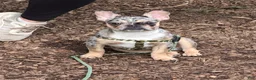 French Bulldog dogs for sale: French Bulldog Puppy 1 - Ad 2