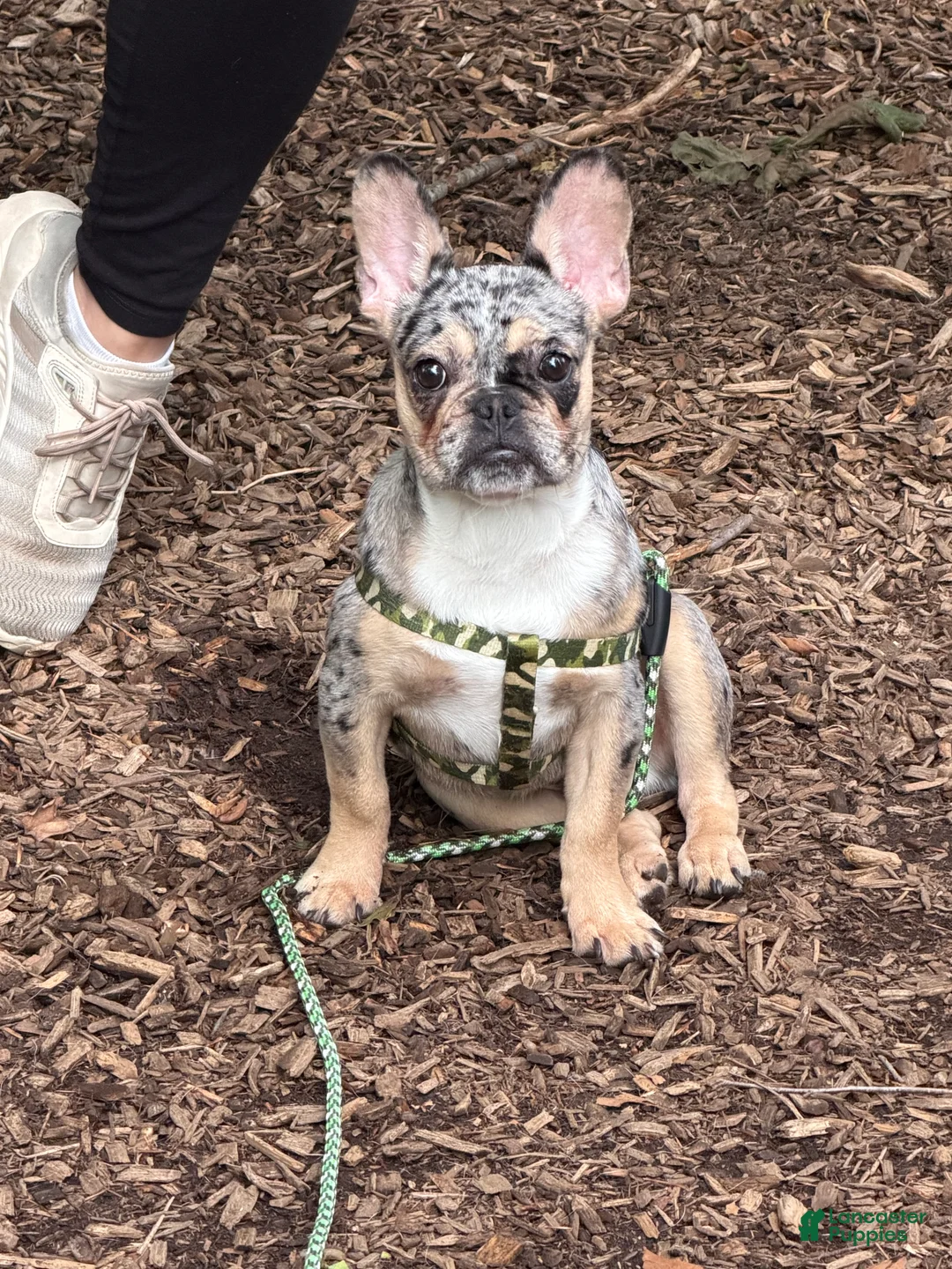 French Bulldog dogs for sale: French Bulldog Puppy 1 - Ad 2