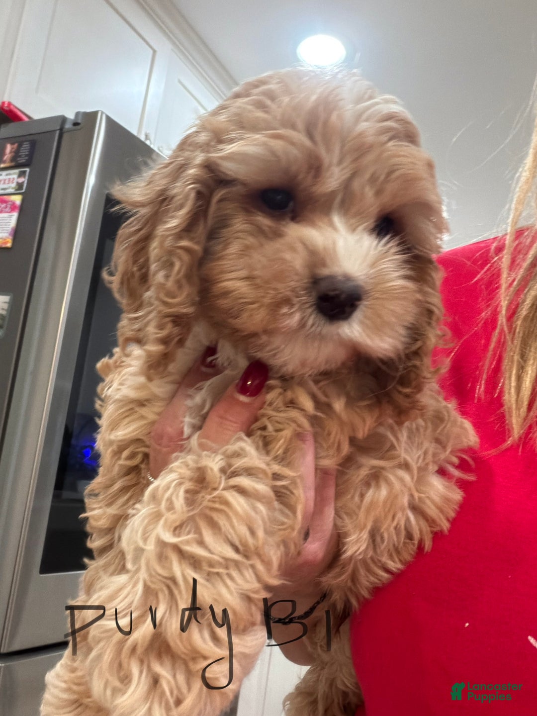 Cockapoo dogs for sale: Purdy B1 - Ad 1
