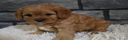 Cavapoo dogs for sale: Petey - Ad 4