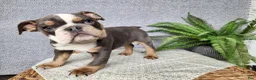 English Bulldog dogs for sale: Elliot - Ad 8
