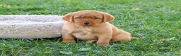 Labrador Retriever dogs for sale: Ricky - Ad 5