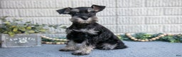 Miniature Schnauzer dogs for sale: Jolen - Ad 1