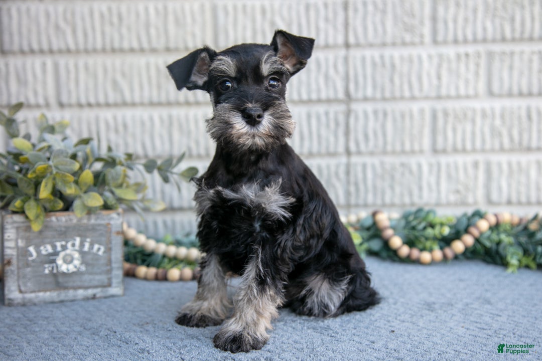 Miniature Schnauzer dogs for sale: Jolen - Ad 1