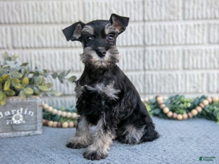 Miniature Schnauzer dogs Jolen - Ad 32