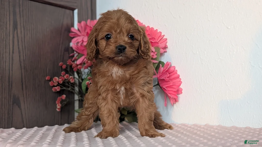 Cavapoo dogs for sale: Talia - Ad 11