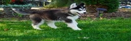 Siberian Husky dogs for sale: Timber - Ad 4