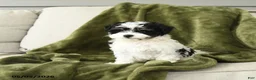 Mixed Breed dogs for sale: Lenard - Ad 2