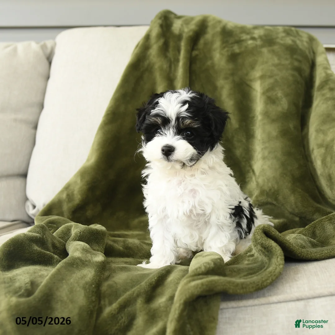 Mixed Breed dogs for sale: Lenard - Ad 2
