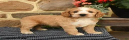 Cockapoo dogs for sale: Dunkin - Ad 4