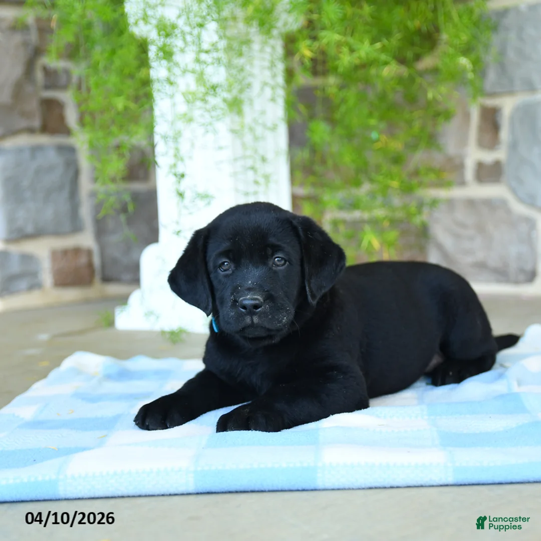 Labrador Retriever dogs for sale: Mango - Ad 2