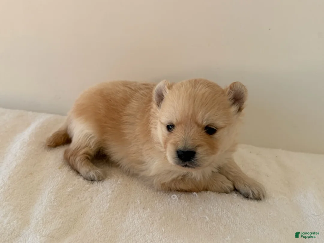 Pomeranian dogs for sale: Rollie - Ad 2