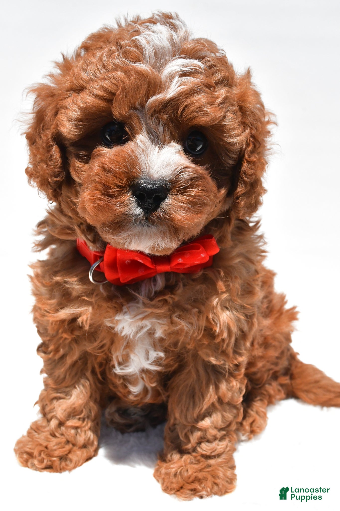 Cavapoo dogs for sale: Zain f1b - Ad 1