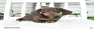 Scout