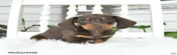 Dachshund dogs for sale: Scout - Ad 1