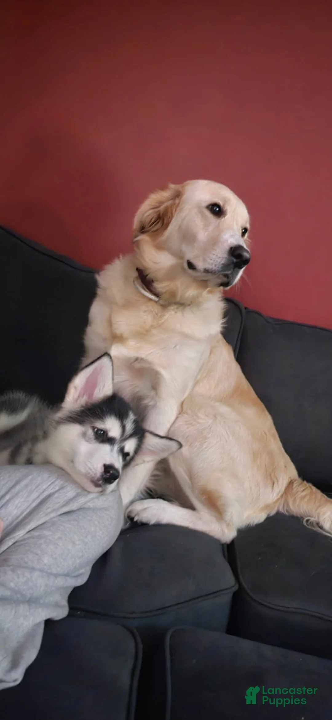 Mixed Breed dogs for sale: Mixed Breed Puppy 2 - Ad 2