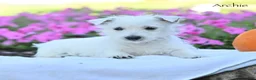 West Highland Terrier dogs for sale: Archie - Ad 3