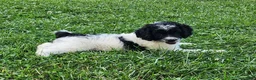 Cockapoo dogs for sale: Oreo - Ad 2