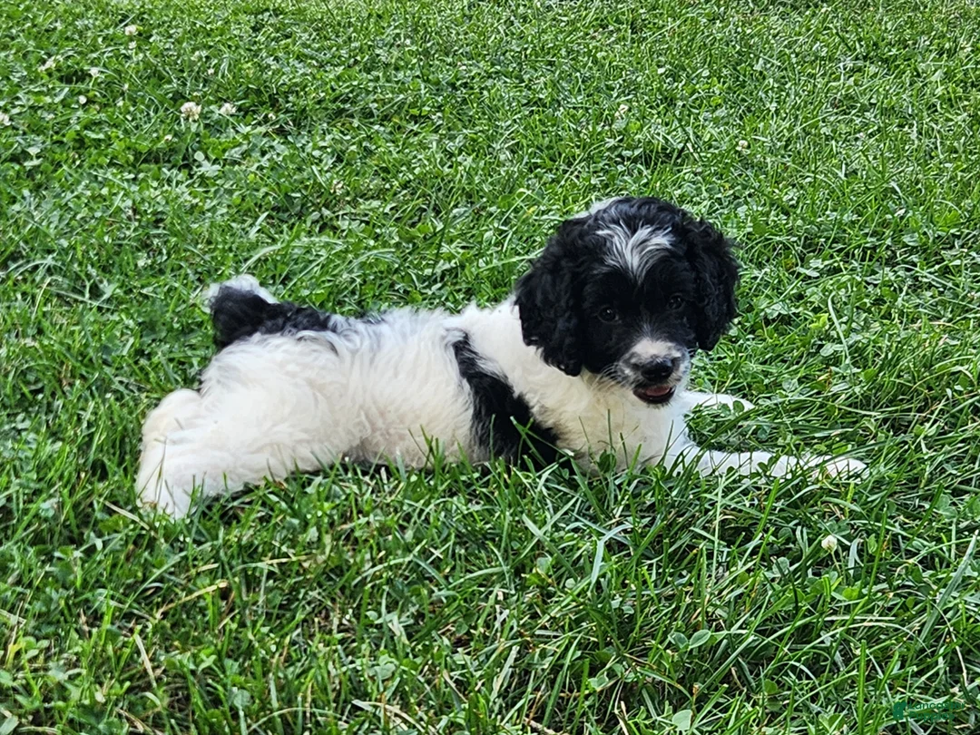 Cockapoo dogs for sale: Oreo - Ad 2