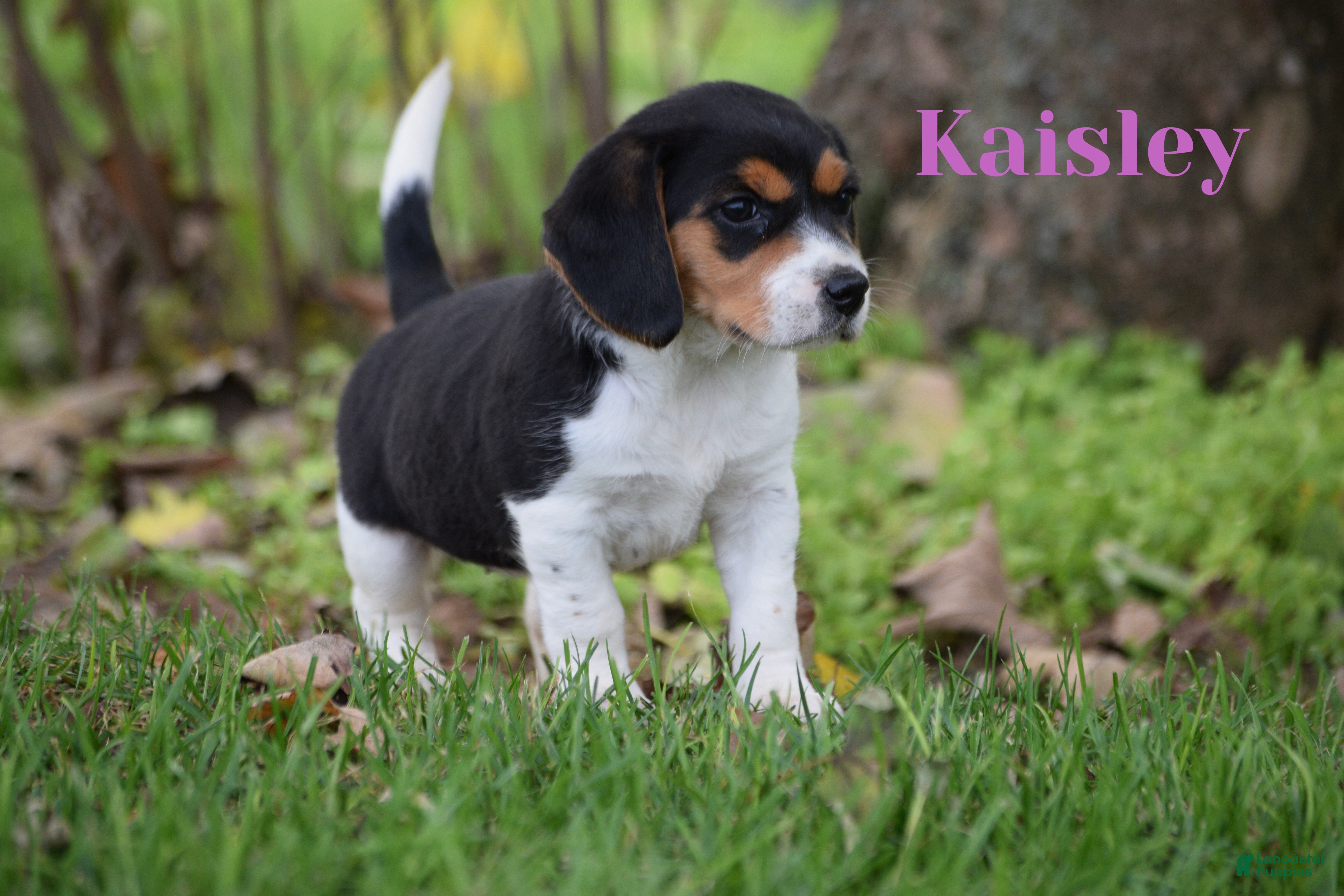 Beagle dogs for sale: Kaisley  - Ad 1