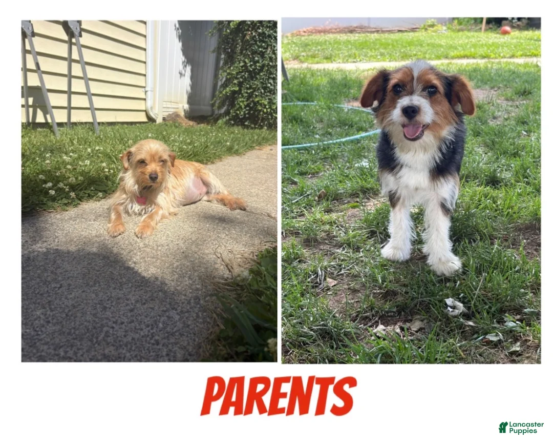 Mixed Breed dogs for sale: Taz - Ad 8