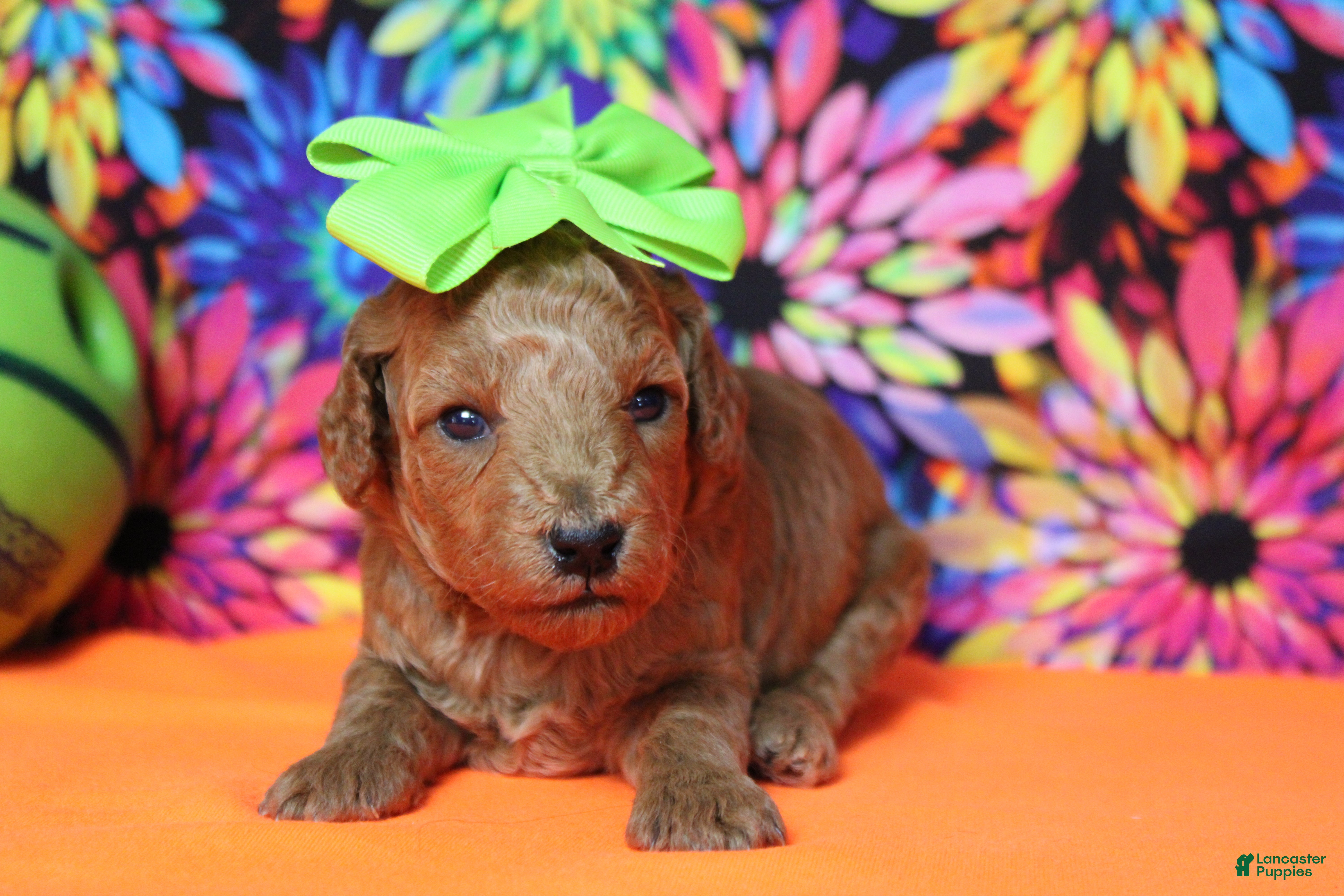 Mixed Breed dogs Tangerine - Ad 25