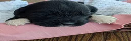 Newfoundland dogs for sale: Newfoundland Puppy 4 - Ad 1