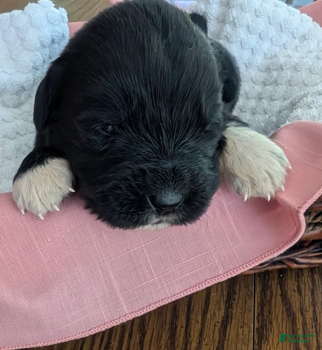 Newfoundland dogs for sale: Newfoundland Puppy 4 - Ad 1