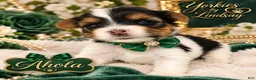 Yorkshire Terrier dogs for sale: Ahola | Yorkshire Terrier 4 - Ad 2