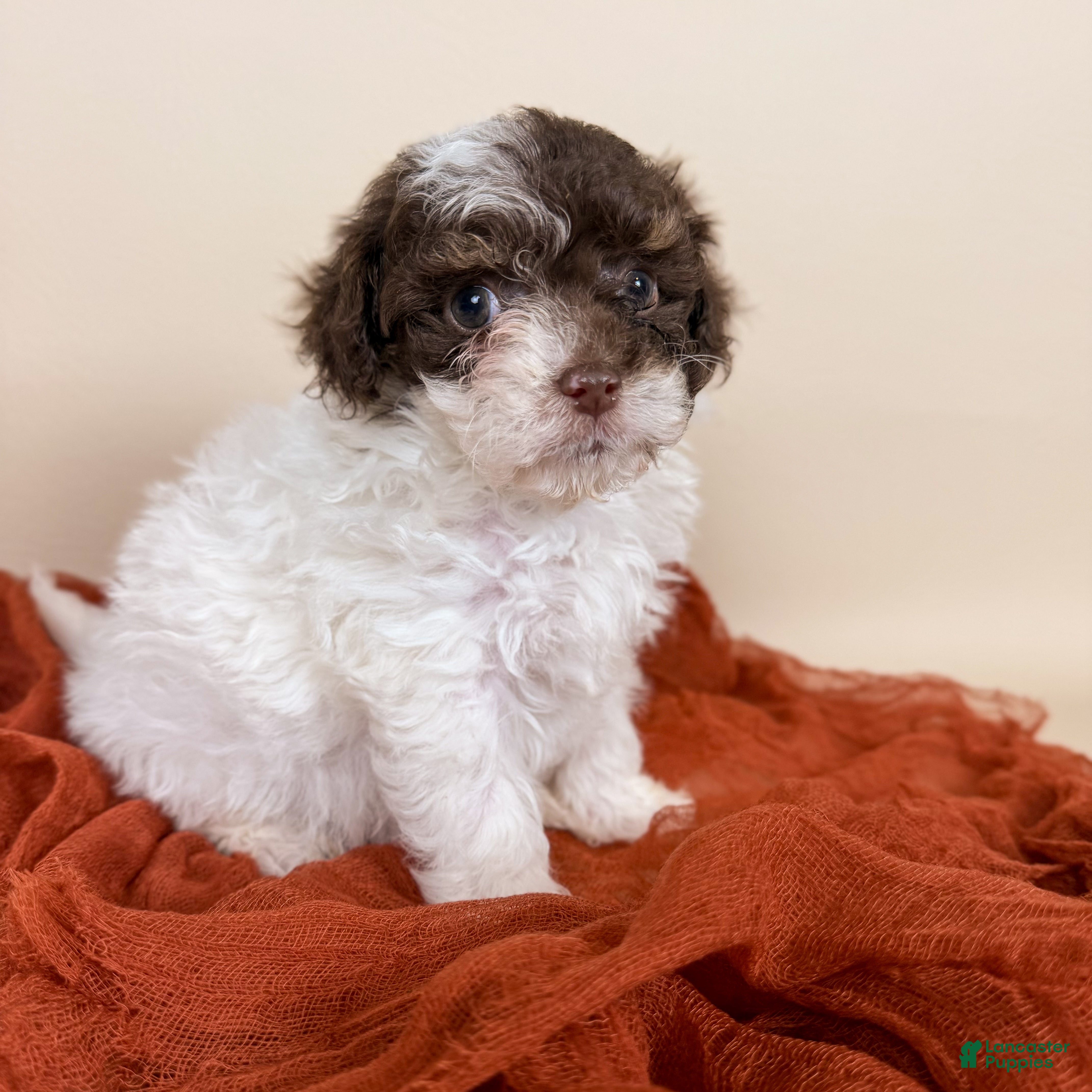 Maltipoo dogs Banks  - Ad 2