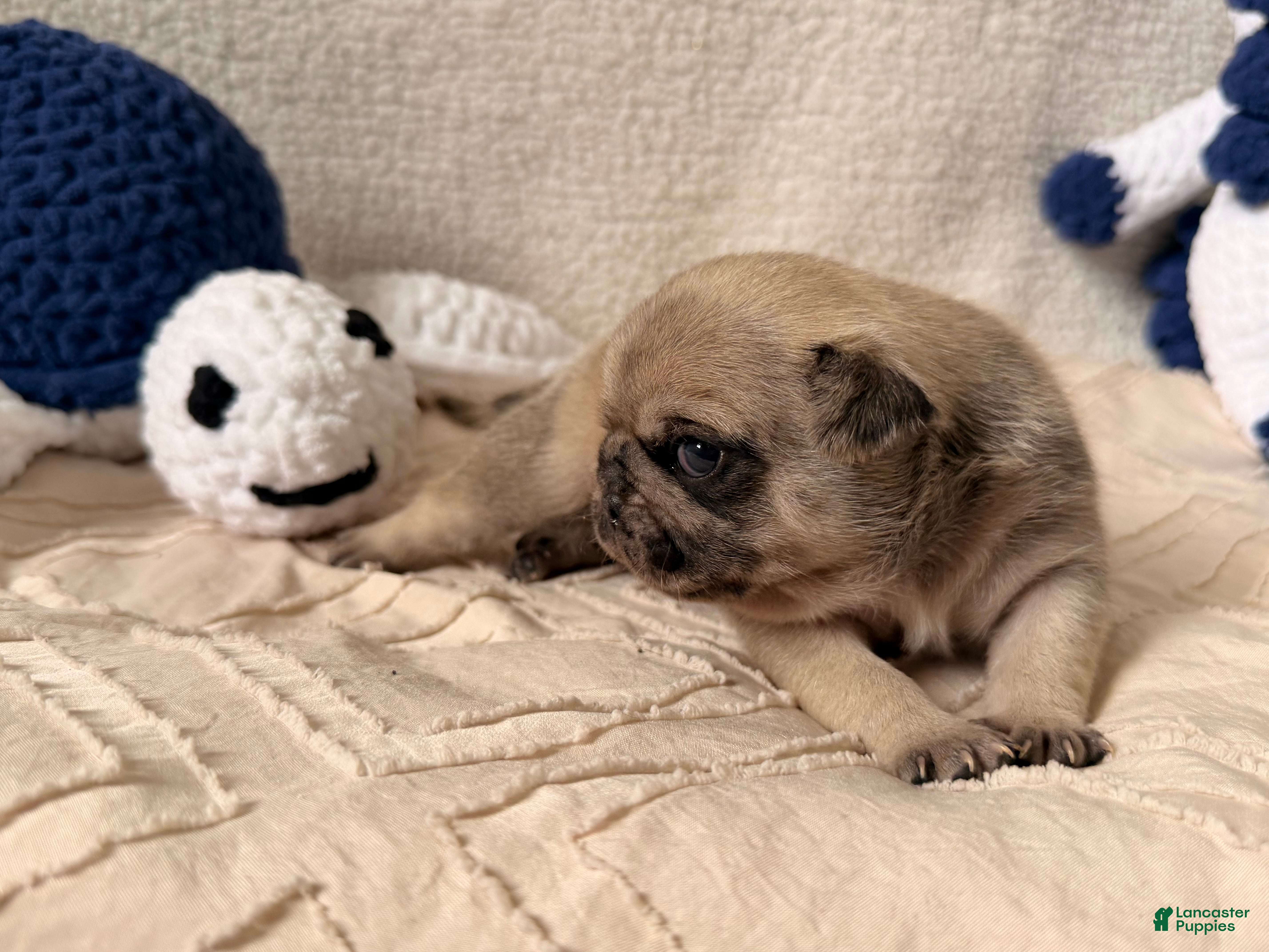 Pug dogs Pug Puppy 1 Canelo  - Ad 2