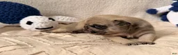 Pug dogs for sale: Pug Puppy 1 Canelo  - Ad 2