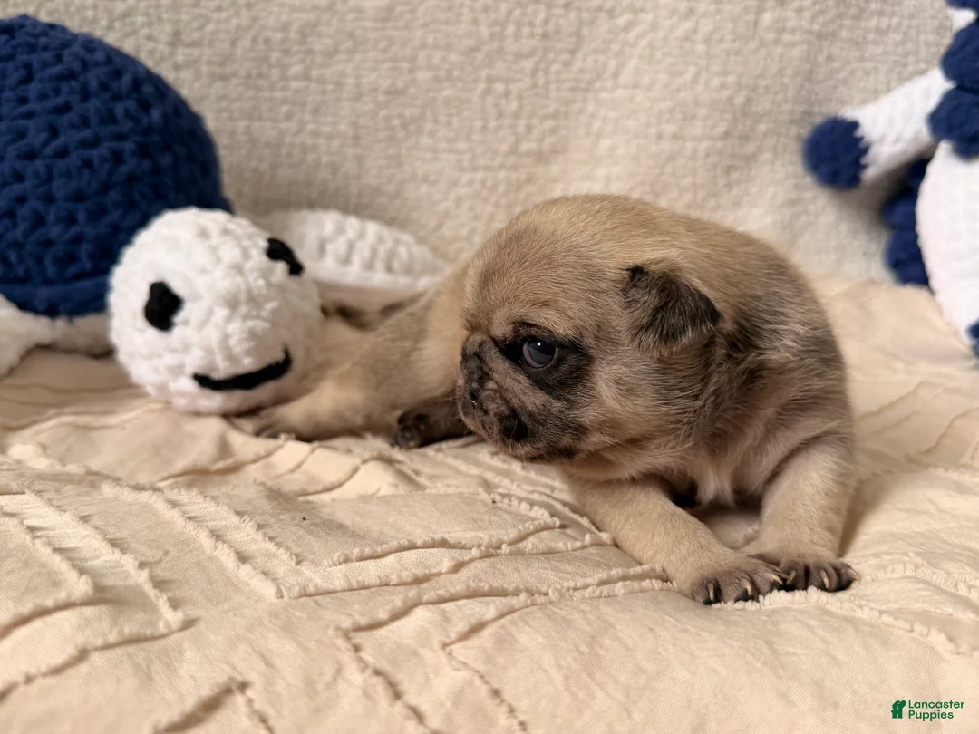 Pug dogs for sale: Pug Puppy 1 Canelo  - Ad 2