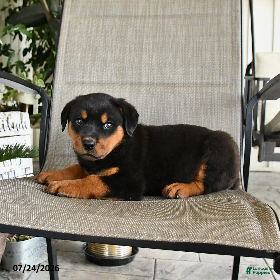 Rottweiler dogs Max - Ad 2