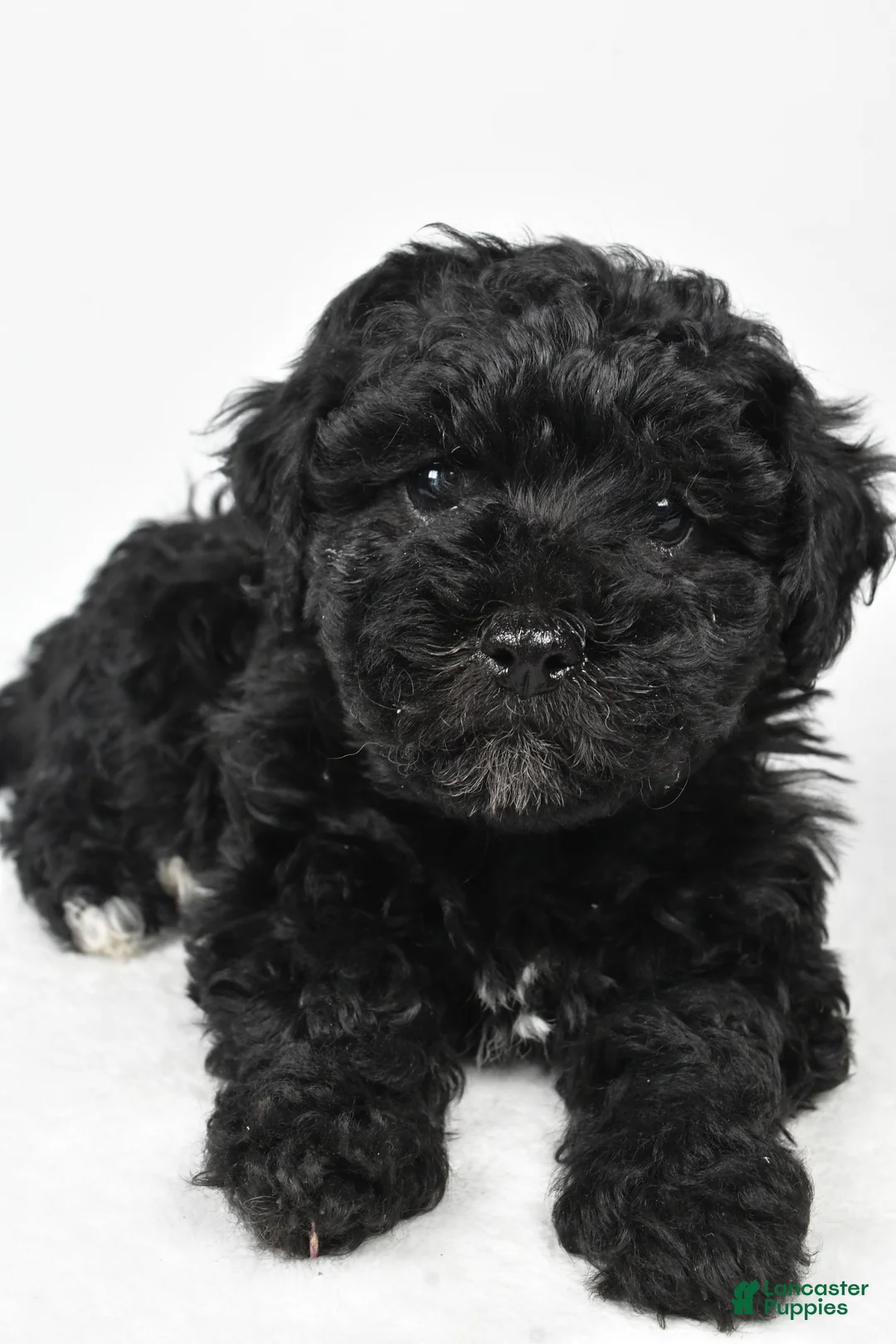 Yorkiepoo dogs for sale: Rosa - Ad 10