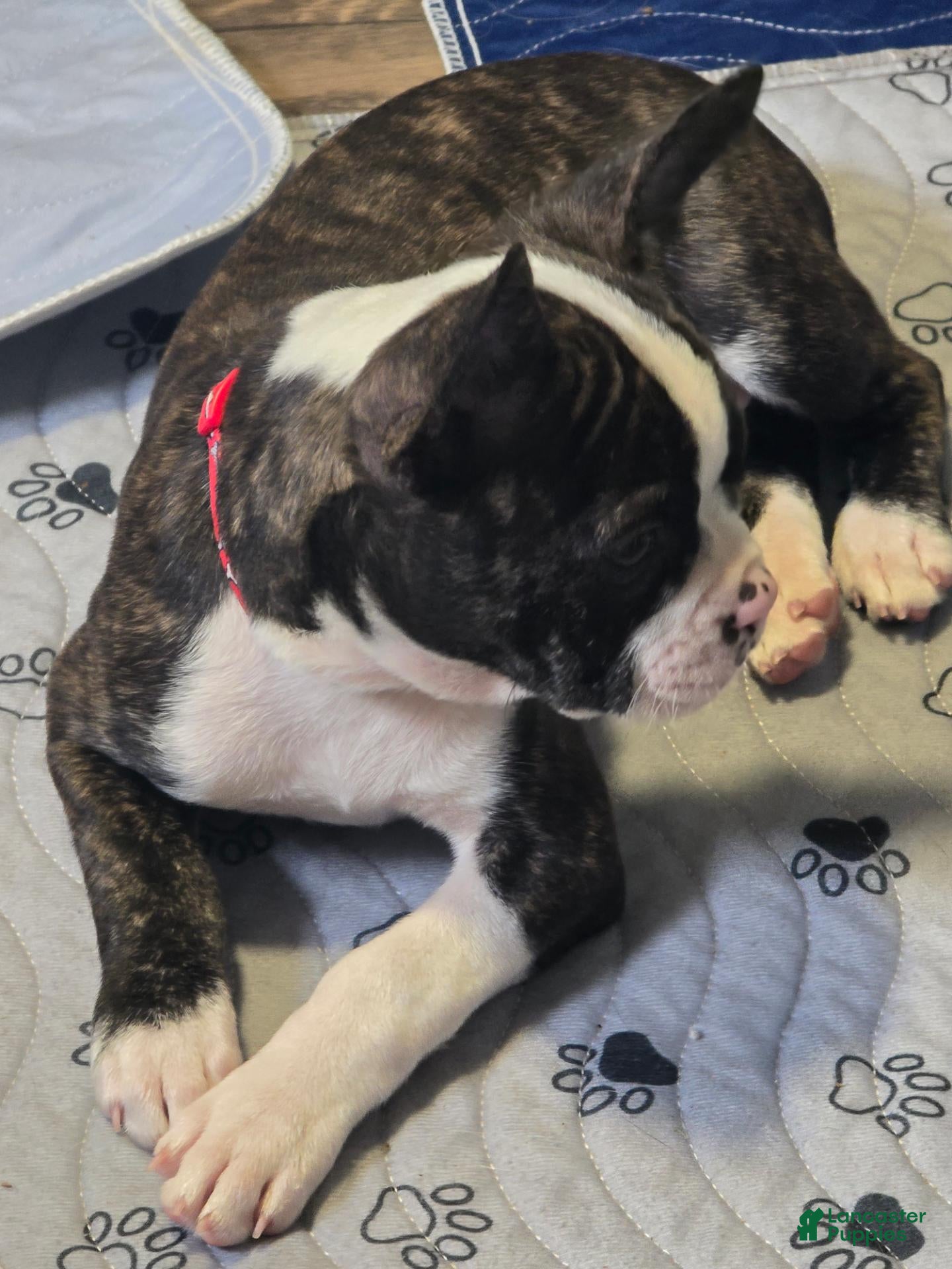 Mixed Breed dogs Frenchton male #4 - Ad 1