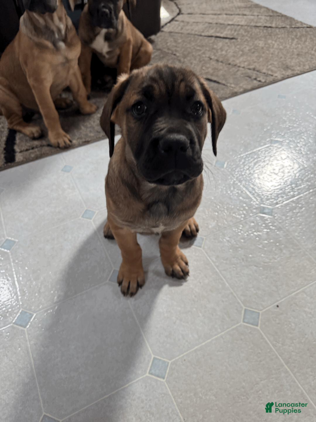 Cane Corso dogs for sale: Violet - purple girl - Ad 3