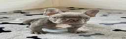 French Bulldog dogs for sale: Hershey - Ad 5