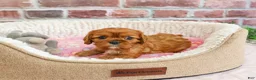 Cavalier King Charles Spaniel dogs for sale: Dreamer - Ad 5