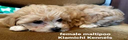 Maltipoo dogs for sale: Betty Boop  - Ad 1