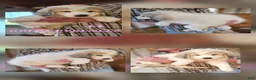 Great Pyrenees dogs for sale: Great Pyrenees Puppy 1 - Ad 7
