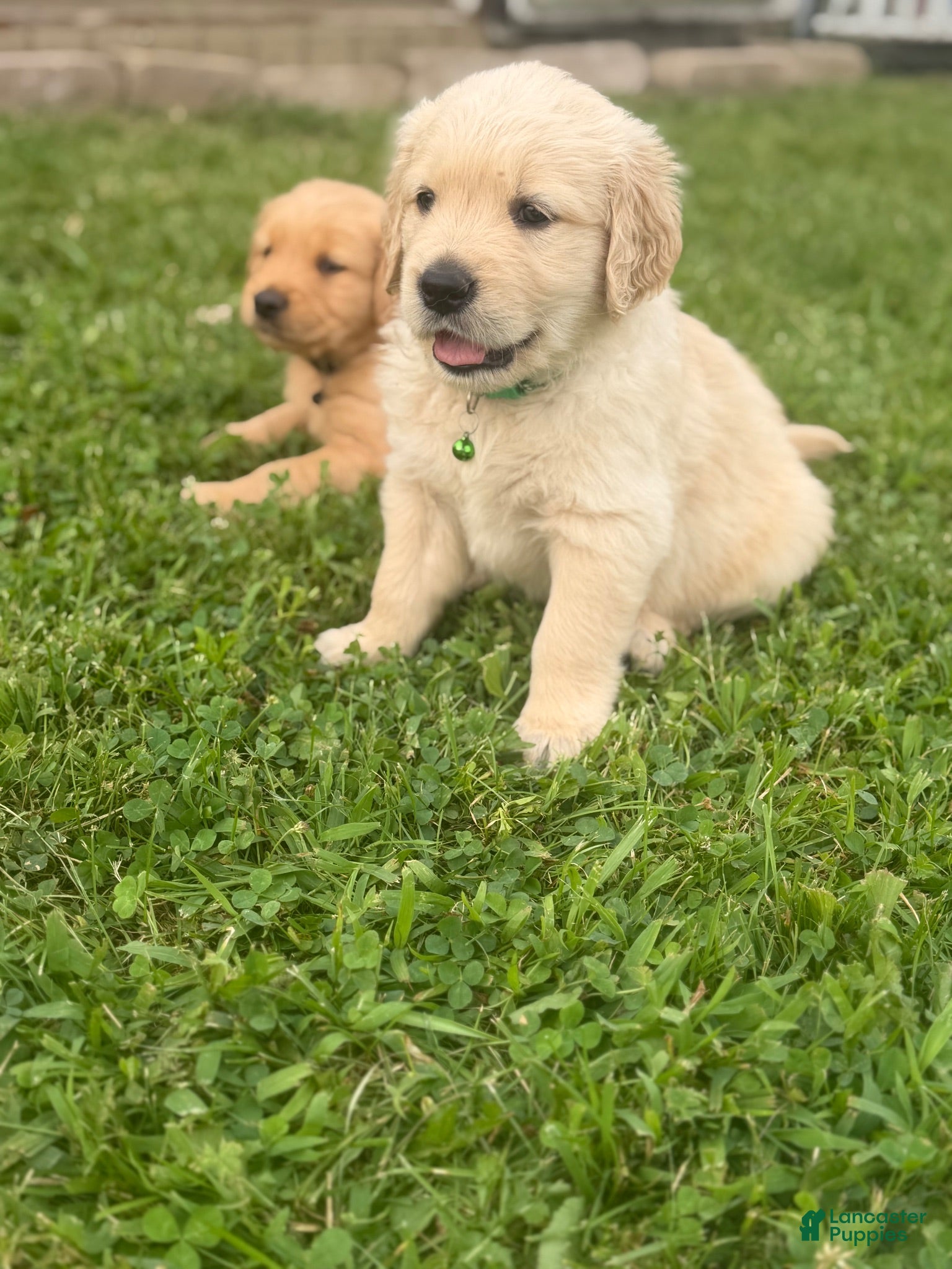 Golden Retriever dogs Golden Retriever 6 green collar - Ad 18