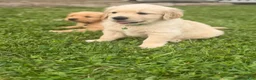 Golden Retriever dogs for sale: Golden Retriever 6 green collar - Ad 1
