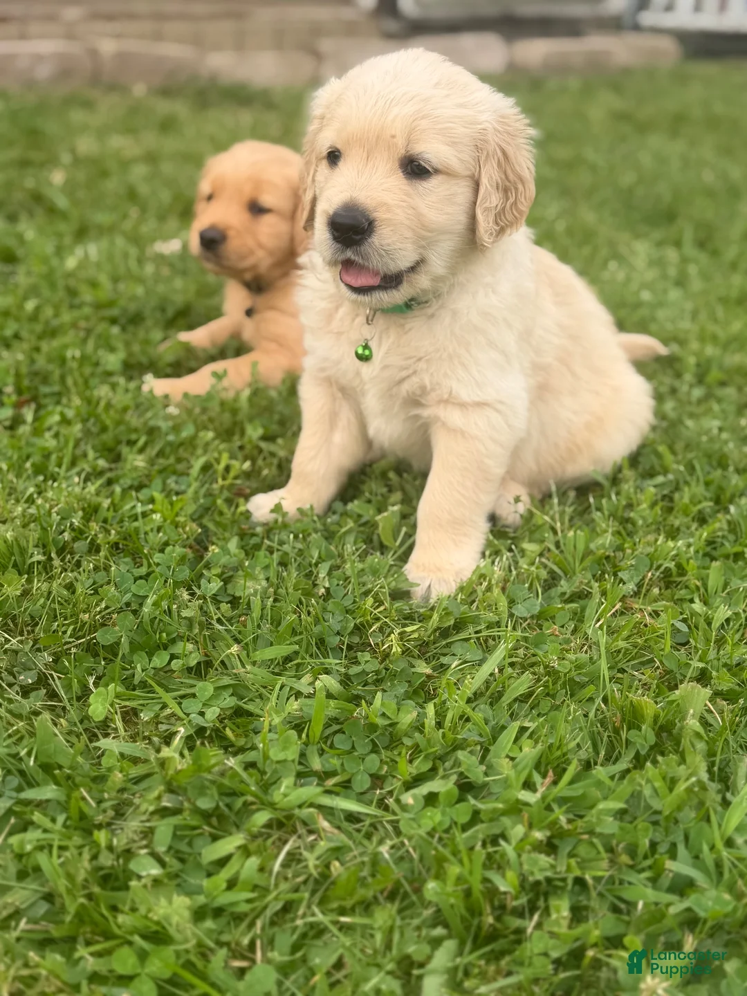 Golden Retriever dogs for sale: Golden Retriever 6 green collar - Ad 1