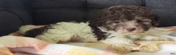 Maltipoo dogs for sale: Lilybird - Ad 4