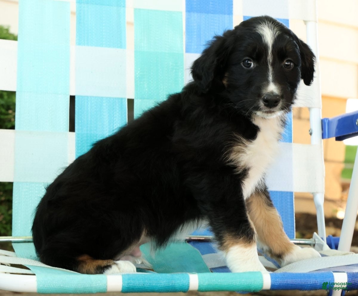 Australian Shepherd dogs for sale: Frisky - Ad 8