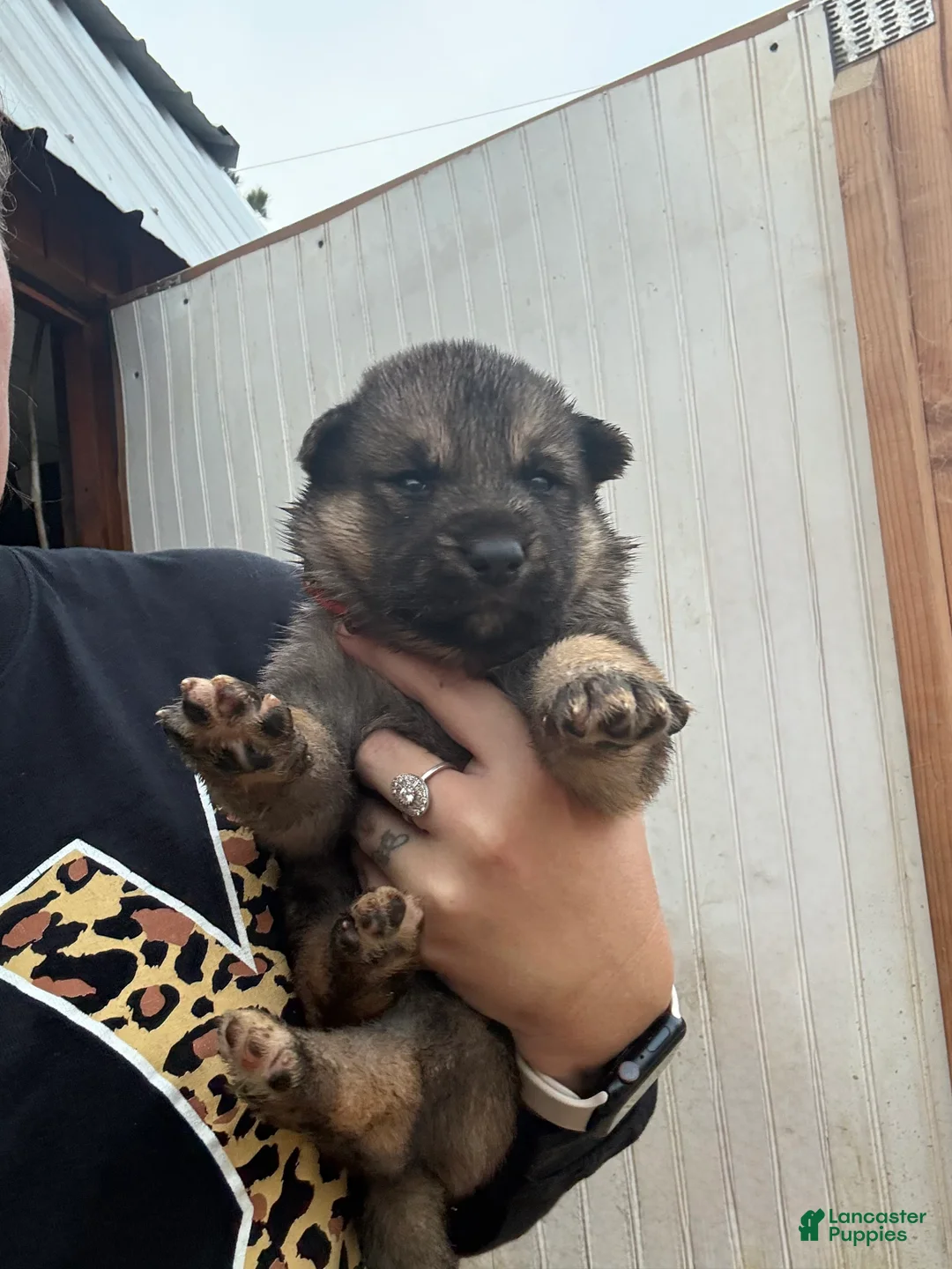 Gerberian Shepsky dogs for sale: Severus - Ad 5