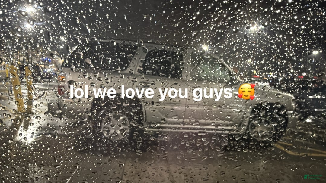 Mixed Breed dogs for sale: Mixed Breed Puppy 2 - Ad 5