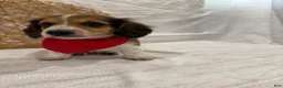 Miniature Dachshund dogs for sale: Romeo - Ad 3